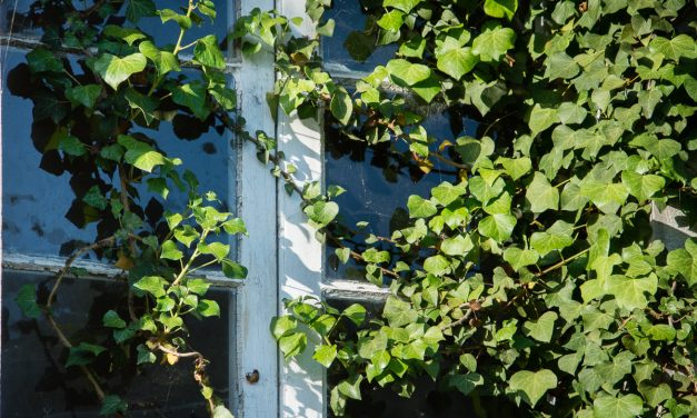 BREVE ENSAYO SOBRE LA HIEDRA